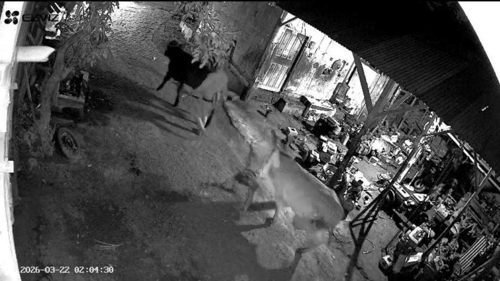 Dua Sapi Warga Probolinggo Dicuri Saat Momen Idulfitri 