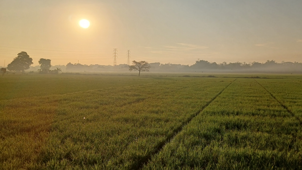 158 Hektare Tanaman Padi di Pasuruan Berpotensi Gagal Panen Akibat Terendam Banjir 