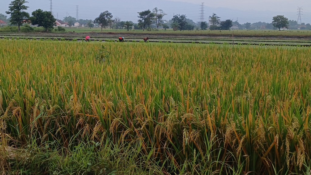 Lamongan Daerah Penghasil Beras Tertinggi 2025 di Jawa Timur 