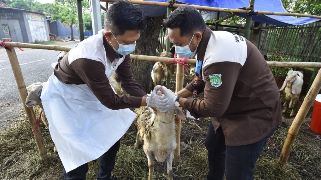 Pemkab Pasuruan Terjunkan 100 Petugas Periksa Kesehatan Hewan Kurban