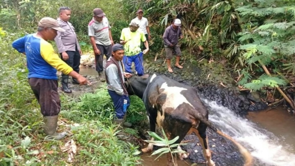 Maling di Lereng Bromo Tinggalkan Sapi Curian karena Medan Sulit