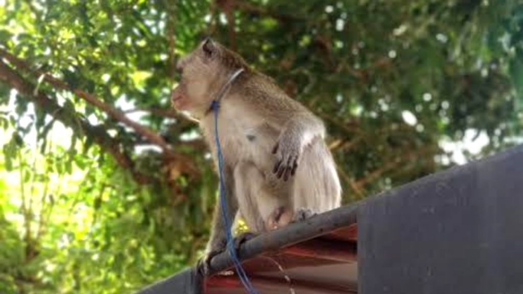 Monyet Ngamuk Serang Warga di Jombang hingga Alami Luka
