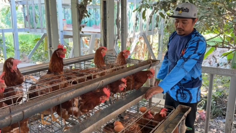 Harga Telur Anjlok, Pakan Kian Mahal, Peternak di Pasuruan Menjerit