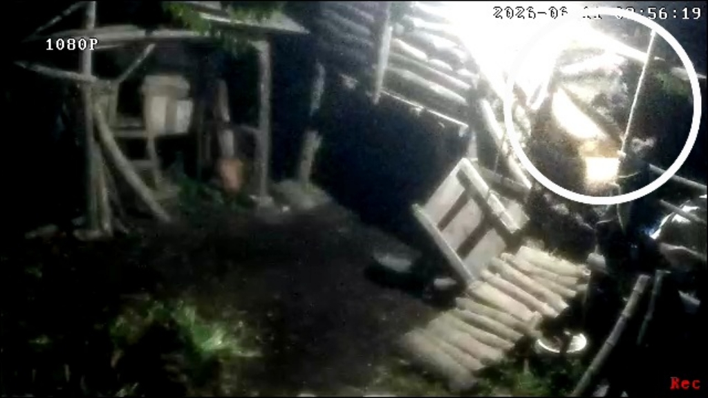Jelang Subuh, Maling Curi Dua Ekor Kambing Warga Lekok Pasuruan