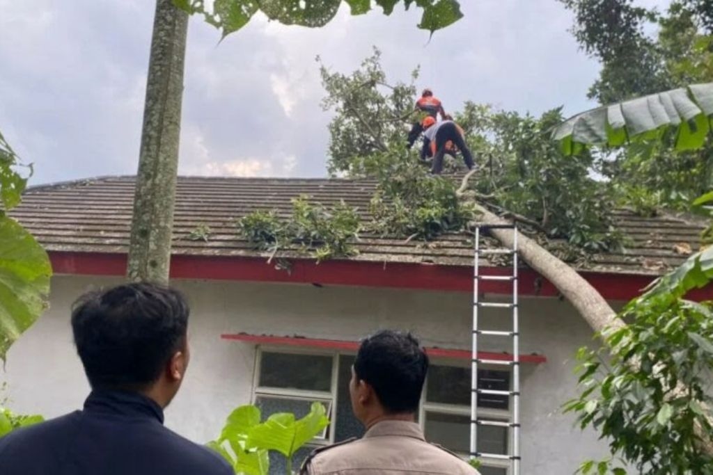 Warga Jember Meninggal Dunia Tertimpa Dahan Pohon Sapen Saat Angin Kencang