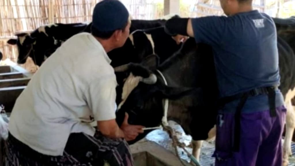 Kasus PMK di Pasuruan Masih Ada, Vaksinasi hingga Pengawasan Pasar Hewan Terus Dilakukan