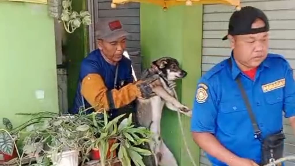 Anjing Lepas Ganggu Warga Permukiman Pasuruan, Damkar Turun Tangan