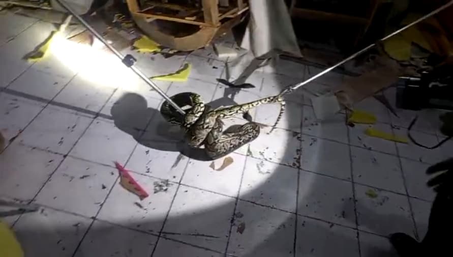 Piton 3,5 Meter Masuk ke Pabrik Mebel di Randusari Kota Pasuruan