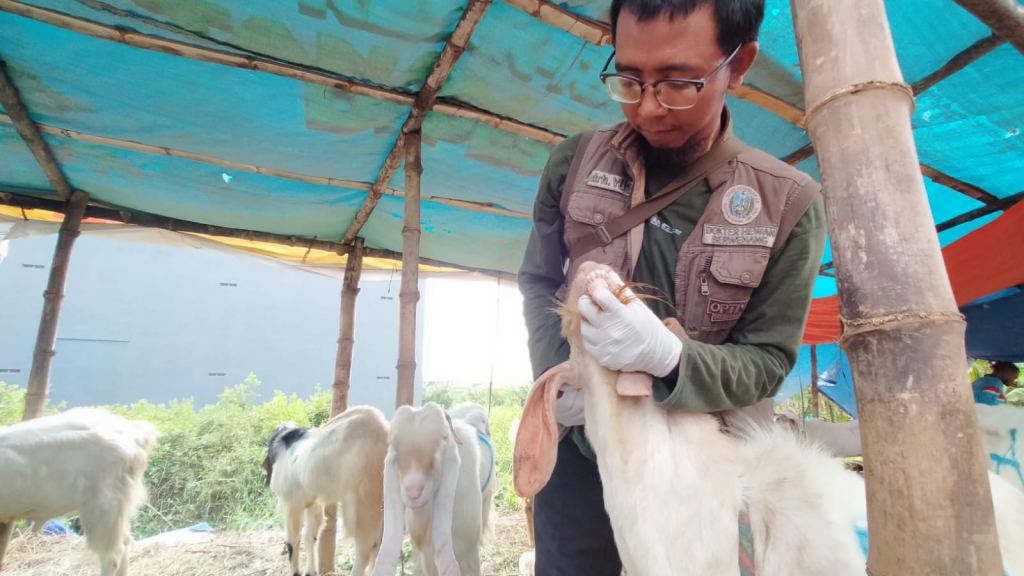 Hewan Kurban di Kota Pasuruan Dipastikan Bebas PMK dan LSD