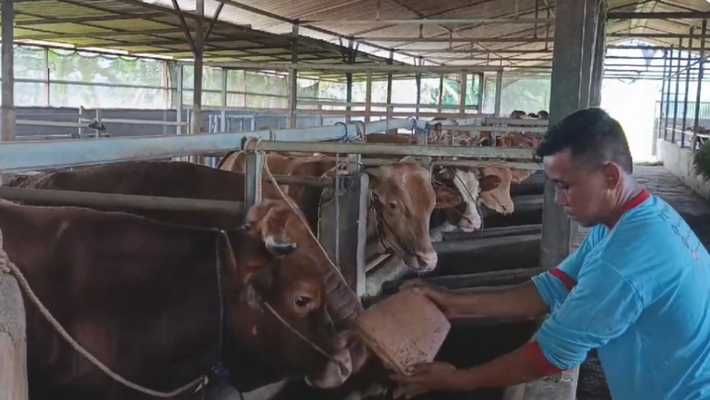 Populasi Sapi di Kota Pasuruan Tinggal 105 Ekor