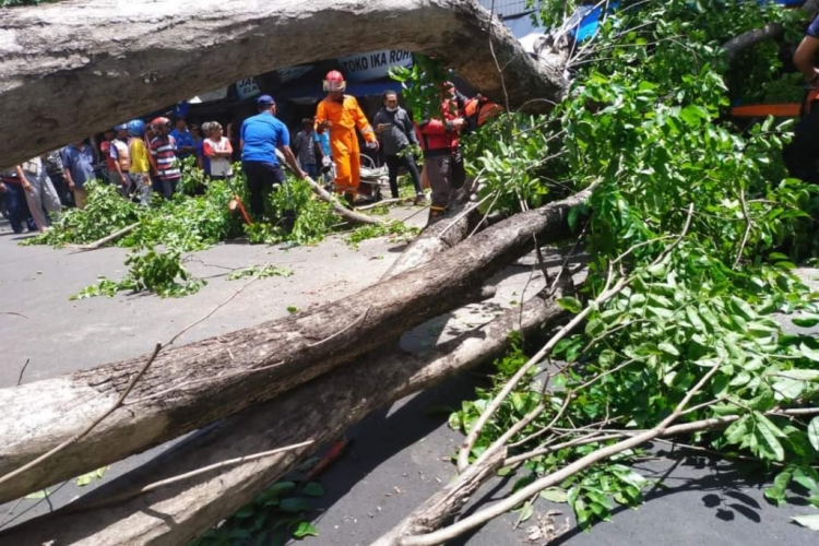 Dua Pemotor Tewas Tertimpa Pohon Tumbang dalam Lima Hari di Jatim