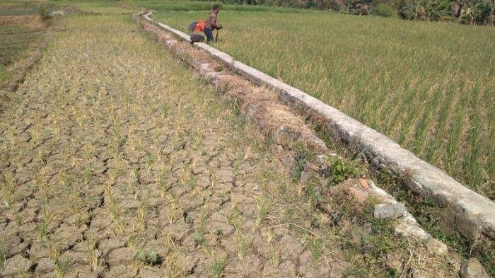 12 Desa di Kabupaten Pasuruan Rawan Kekeringan Saat Musim Kemarau