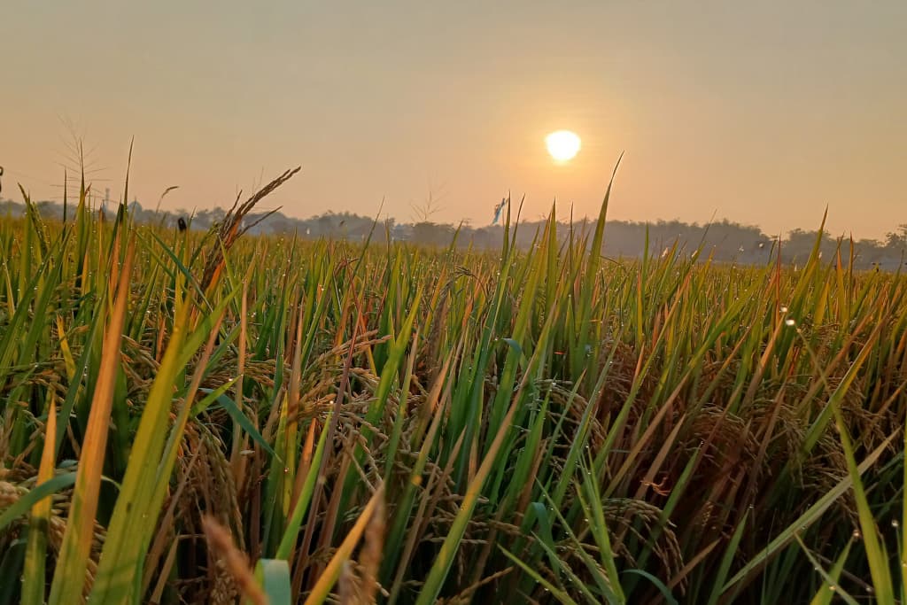 Musuh Alami Hilang, Tikus Serang 30 Hektare Lahan Padi di Lumajang