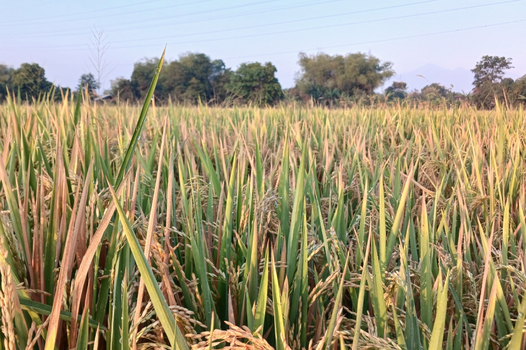 Hama Potong Leher Serang Belasan Hektare Lahan Padi di Lamongan