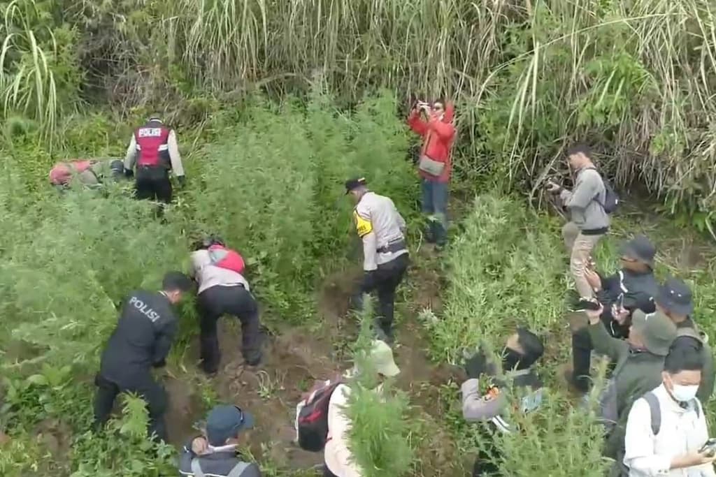 25.000 Batang Tanaman Ganja Kembali Ditemukan di Gunung Semeru