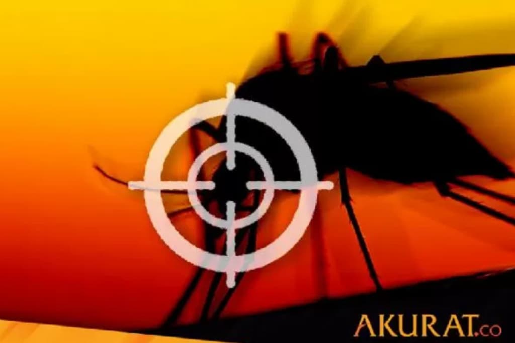 11 Warga Lumajang Meninggal Kena DBD Sepanjang 2024