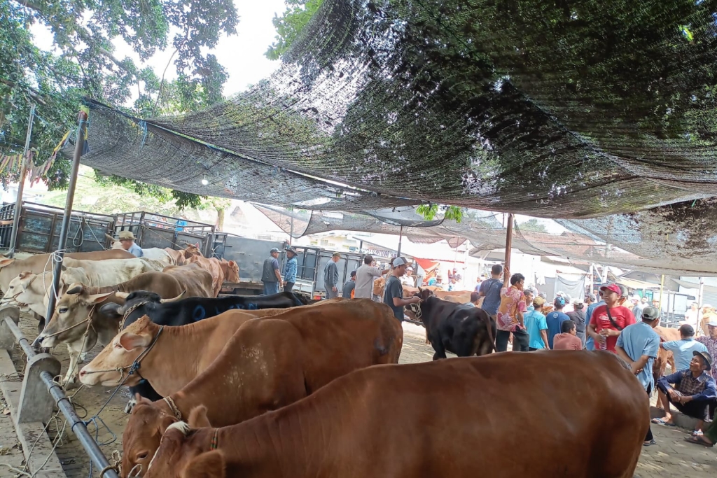 Puluhan Sapi di Pasuruan Terjangkit PMK